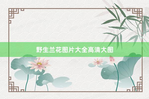 野生兰花图片大全高清大图